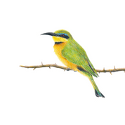 South African wildlife bird artwork by Cape Town artist Matthew Bell on canvas stretched onto a wooden frame of a Little Bee Eater