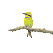 South African bird artwork, pencil drawing by Matthew Bell of a Little Bee Eater