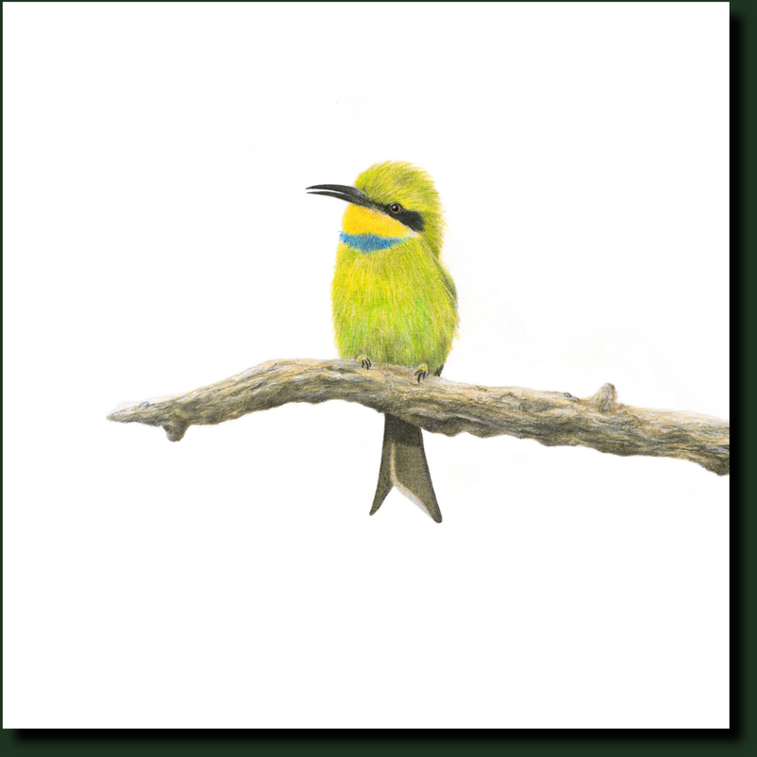 Little Bee Eater - LBE2