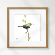 Marico Sunbird - MCSB
