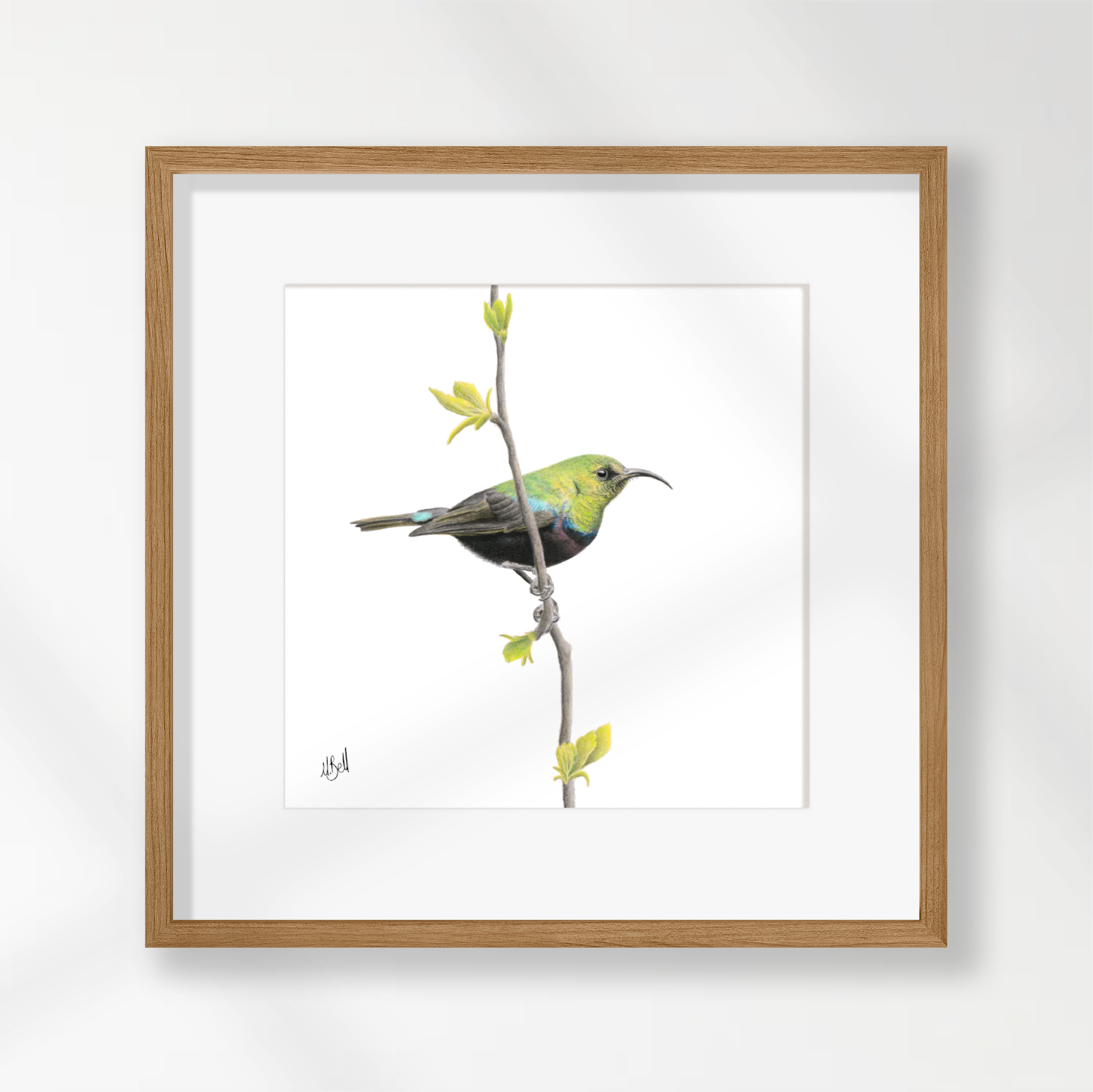 Marico Sunbird - MCSB