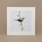 Marico Sunbird birds of Southern Africa artwork