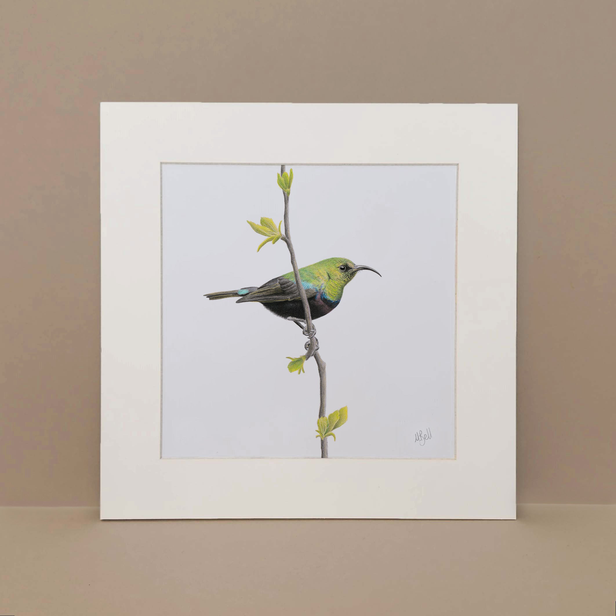 Marico Sunbird birds of Southern Africa artwork