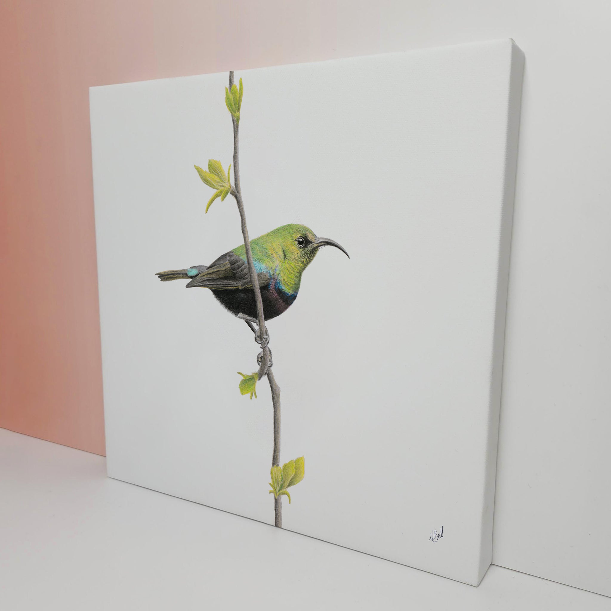 Marico Sunbird bird artwork on stretched canvas