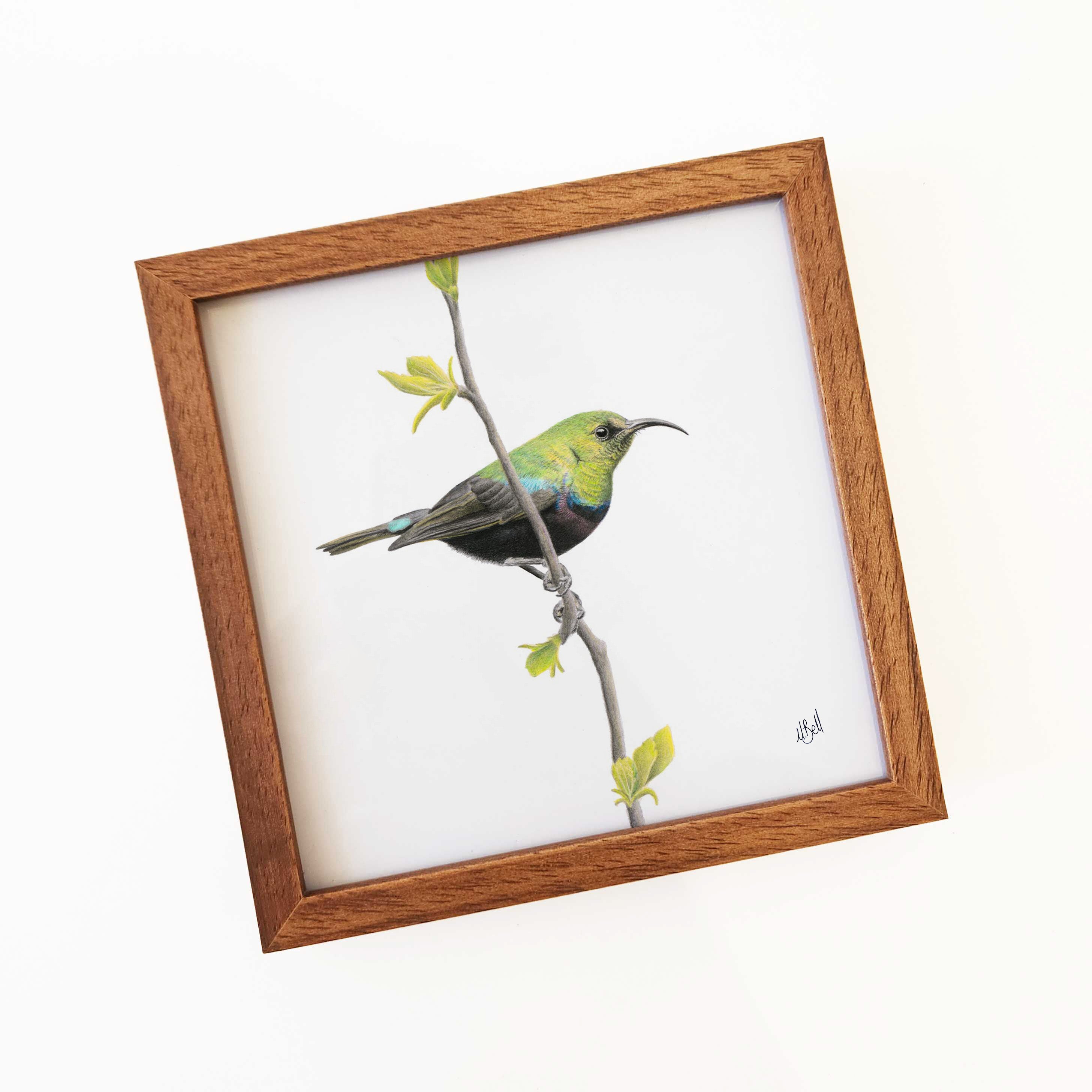 Kiaat wood framed miniature artwork of a Marico Sunbird, part of wildlife artist Matthew Bell's birds of South Africa gallery