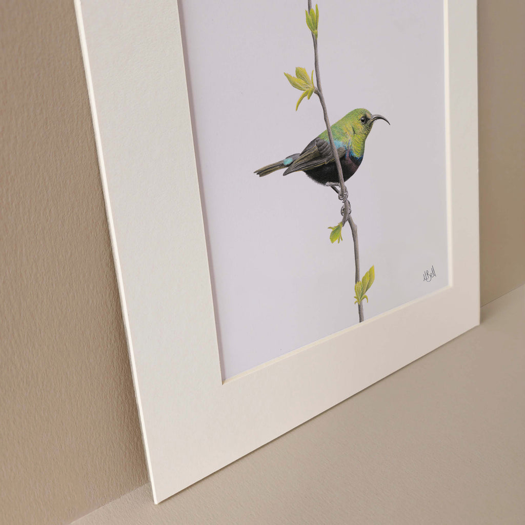 Marico Sunbird birds of Southern Africa artwork