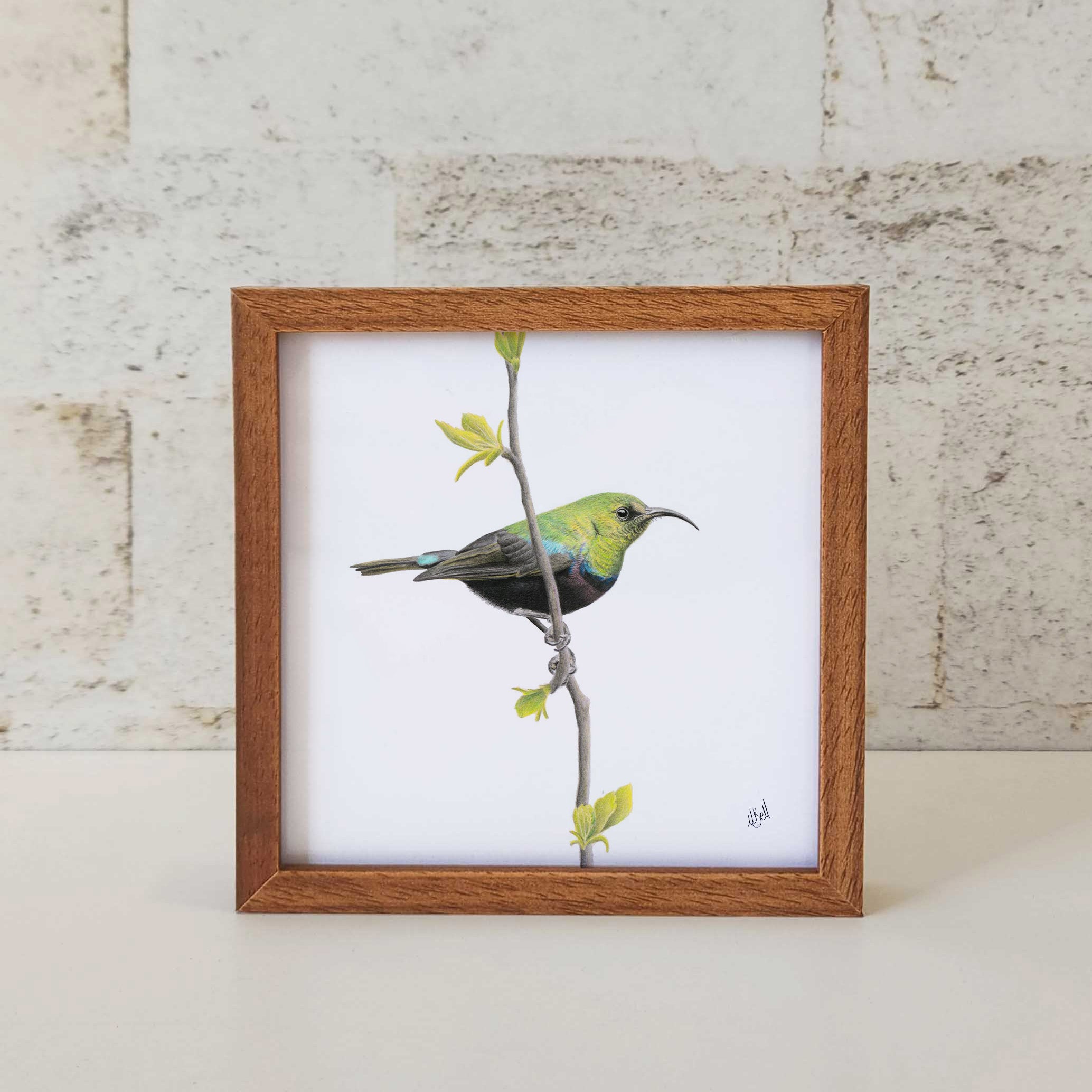 Kiaat wood framed miniature artwork of a Marico Sunbird, part of wildlife artist Matthew Bell's birds of South Africa gallery