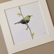 Marico Sunbird birds of Southern Africa artwork