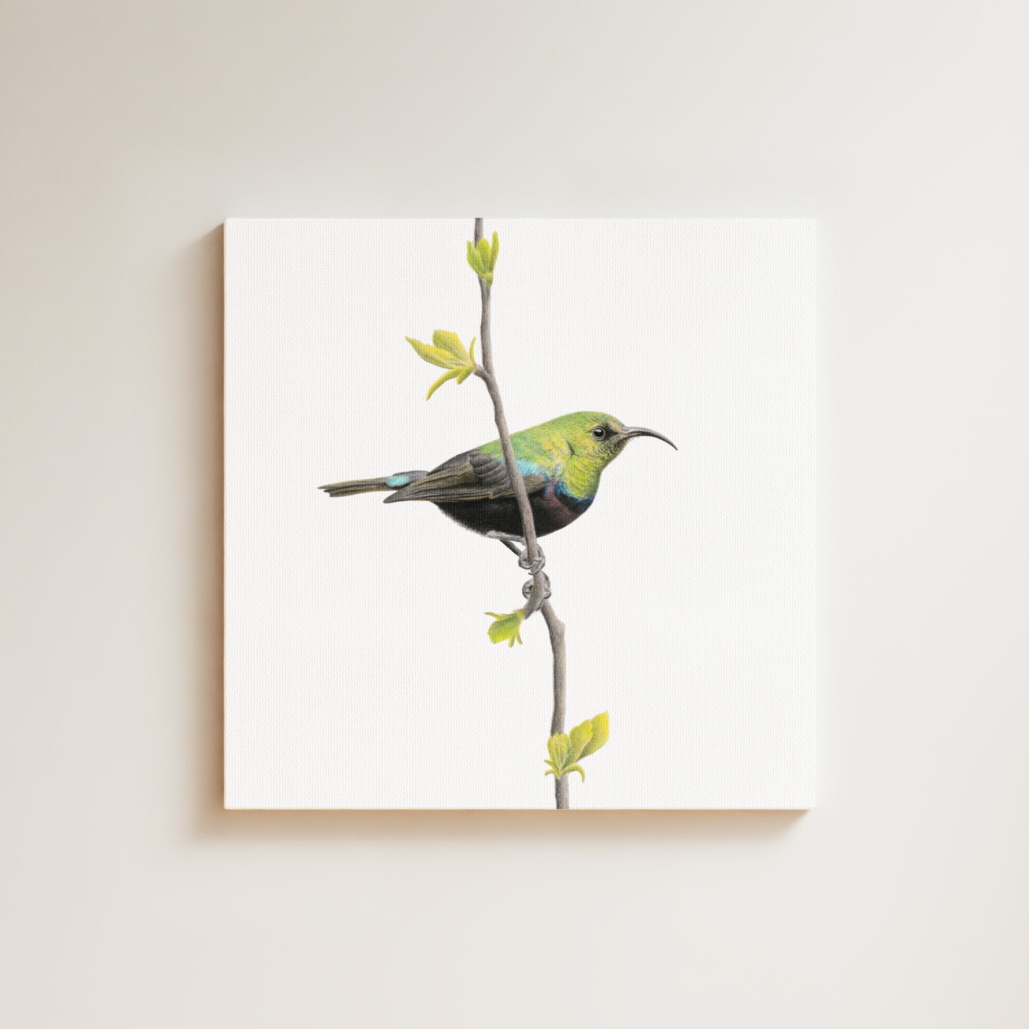 Marico Sunbird drawing on canvas by South African wildlife artist Matthew Bell