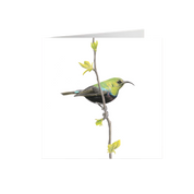Marico Sunbird Greeting Card - MCSB