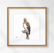 Martial Eagle - ME