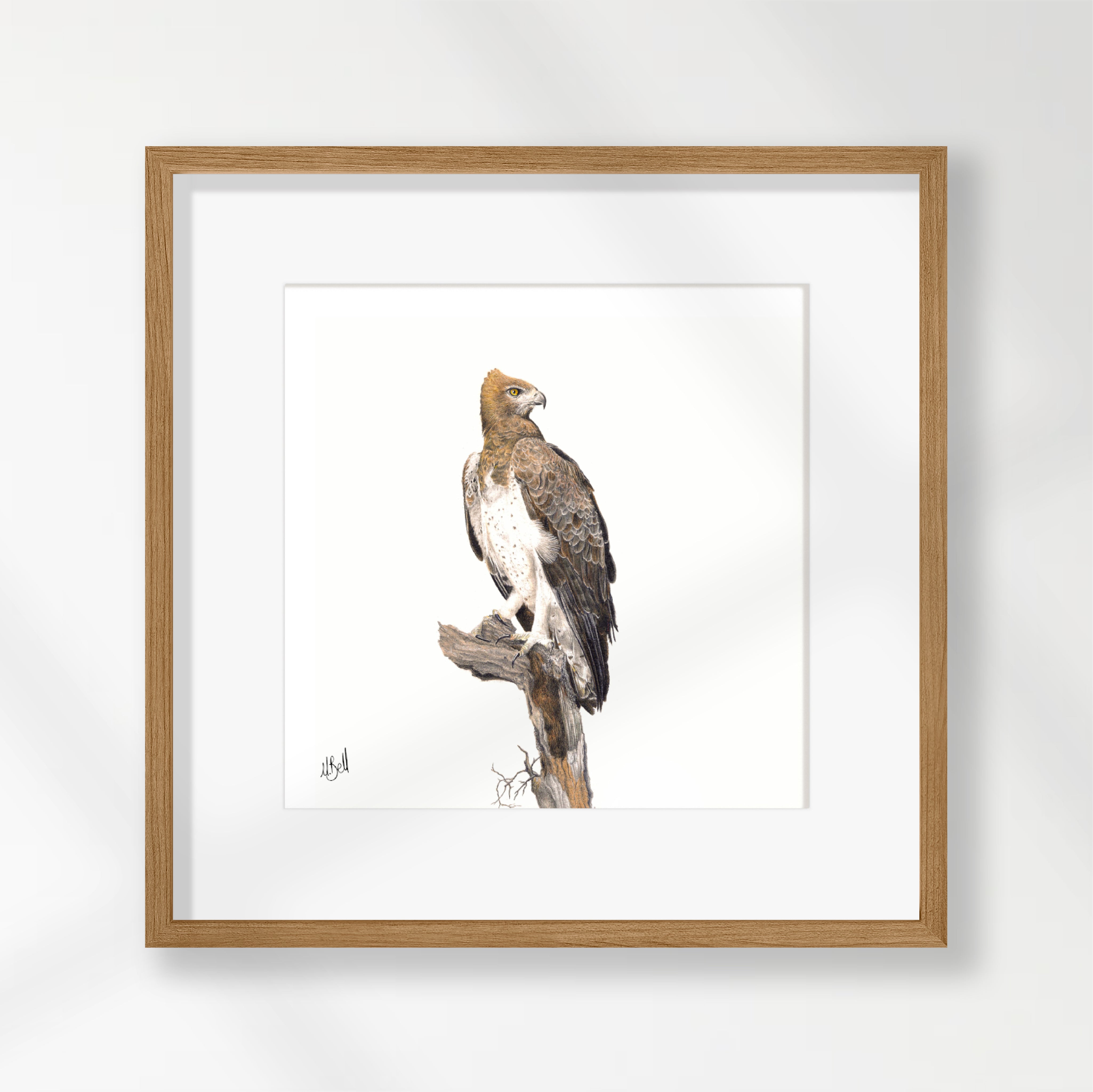 Martial Eagle - ME