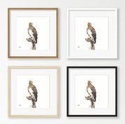 Martial Eagle - ME