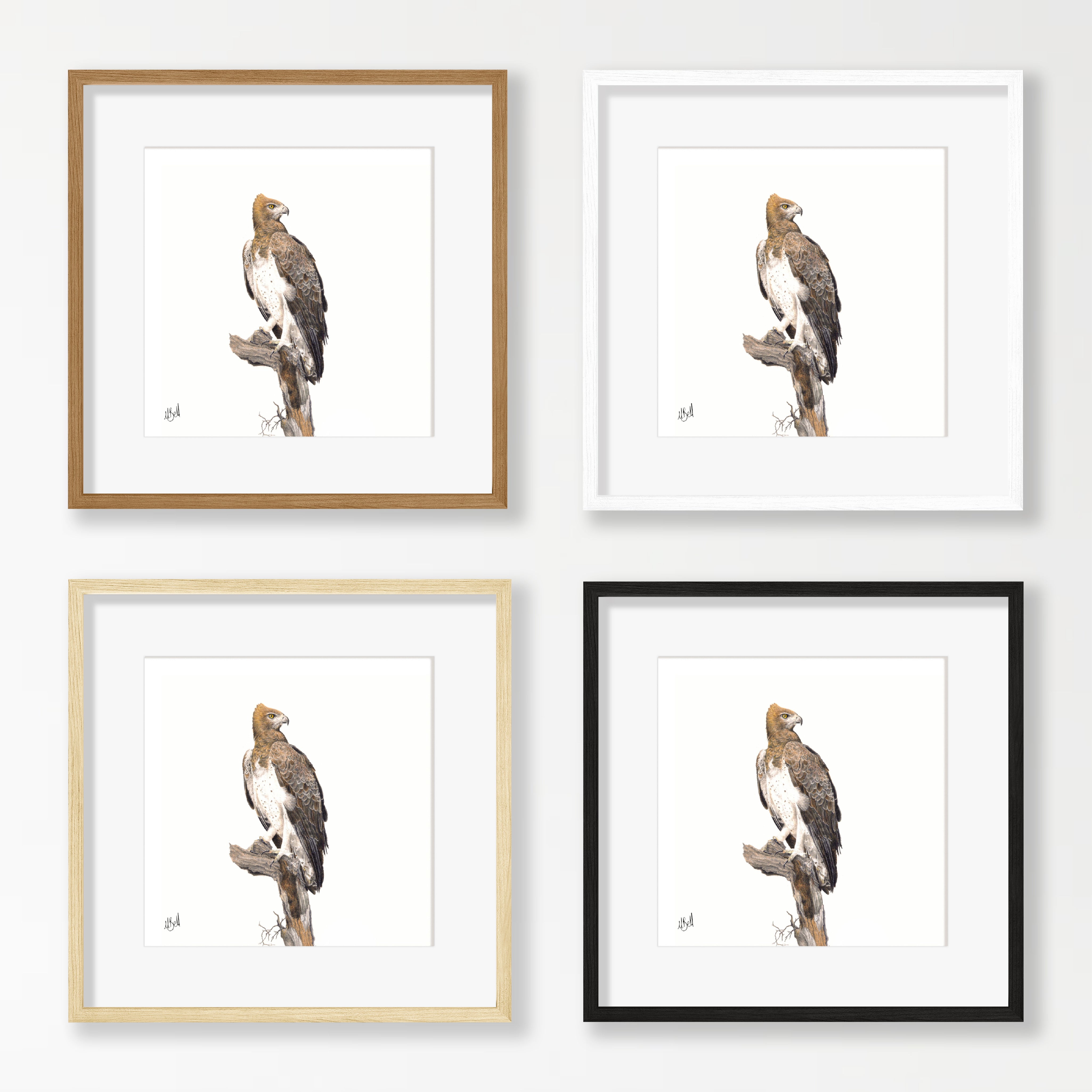 Martial Eagle - ME