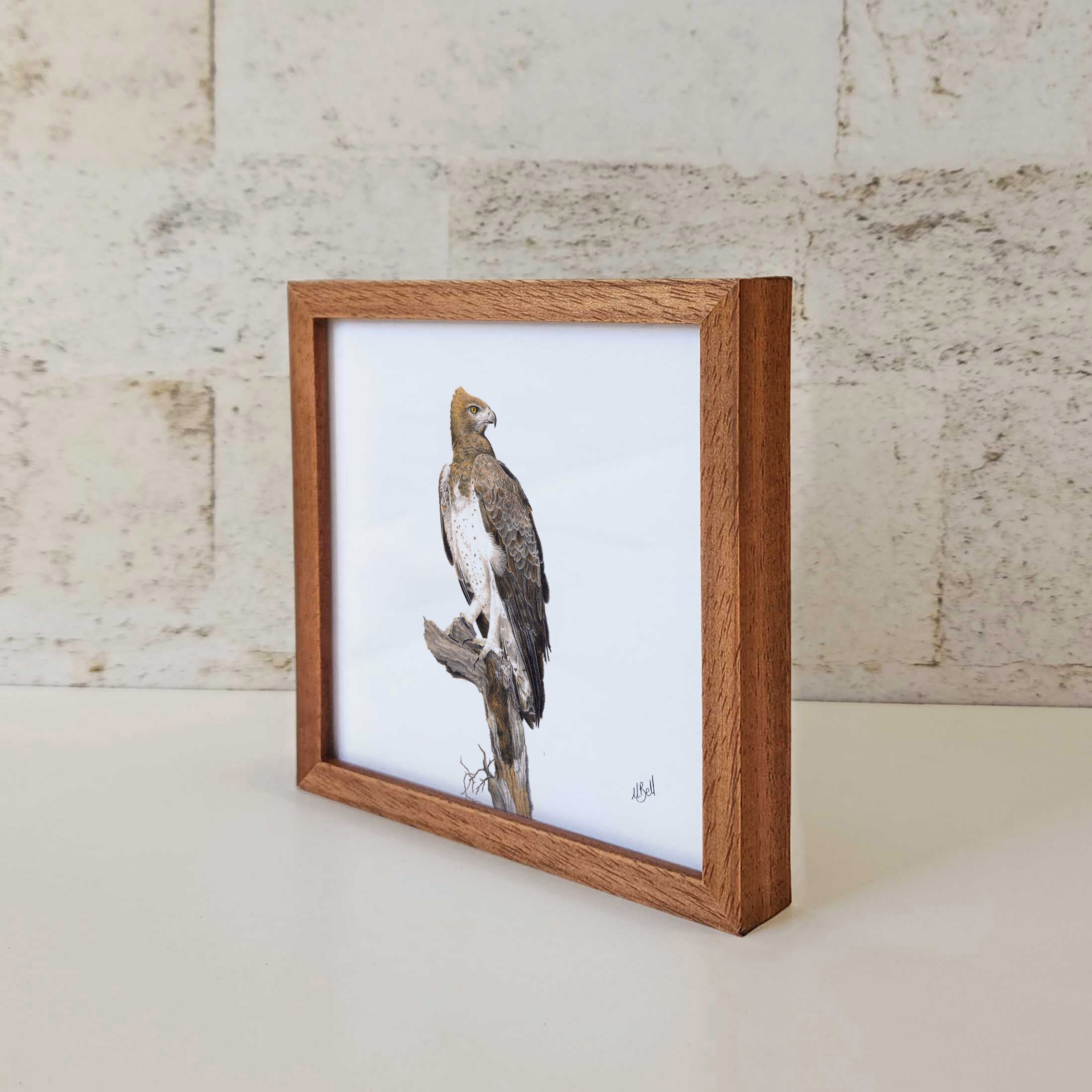 Kiaat wood framed miniature artwork of a Martial Eagle, part of wildlife artist Matthew Bell's birds of South Africa gallery