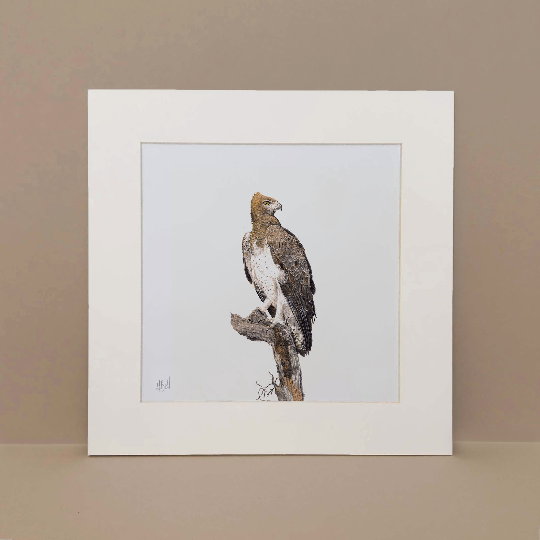 Martial Eagle original print artwork