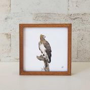 Kiaat wood framed miniature artwork of a Martial Eagle, part of wildlife artist Matthew Bell's birds of South Africa gallery