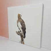 South African bird artwork on canvas, stretched on wooden frame by wildlife artist Matthew Bell of a Martial Eagle in the Sabi Sands game reserve