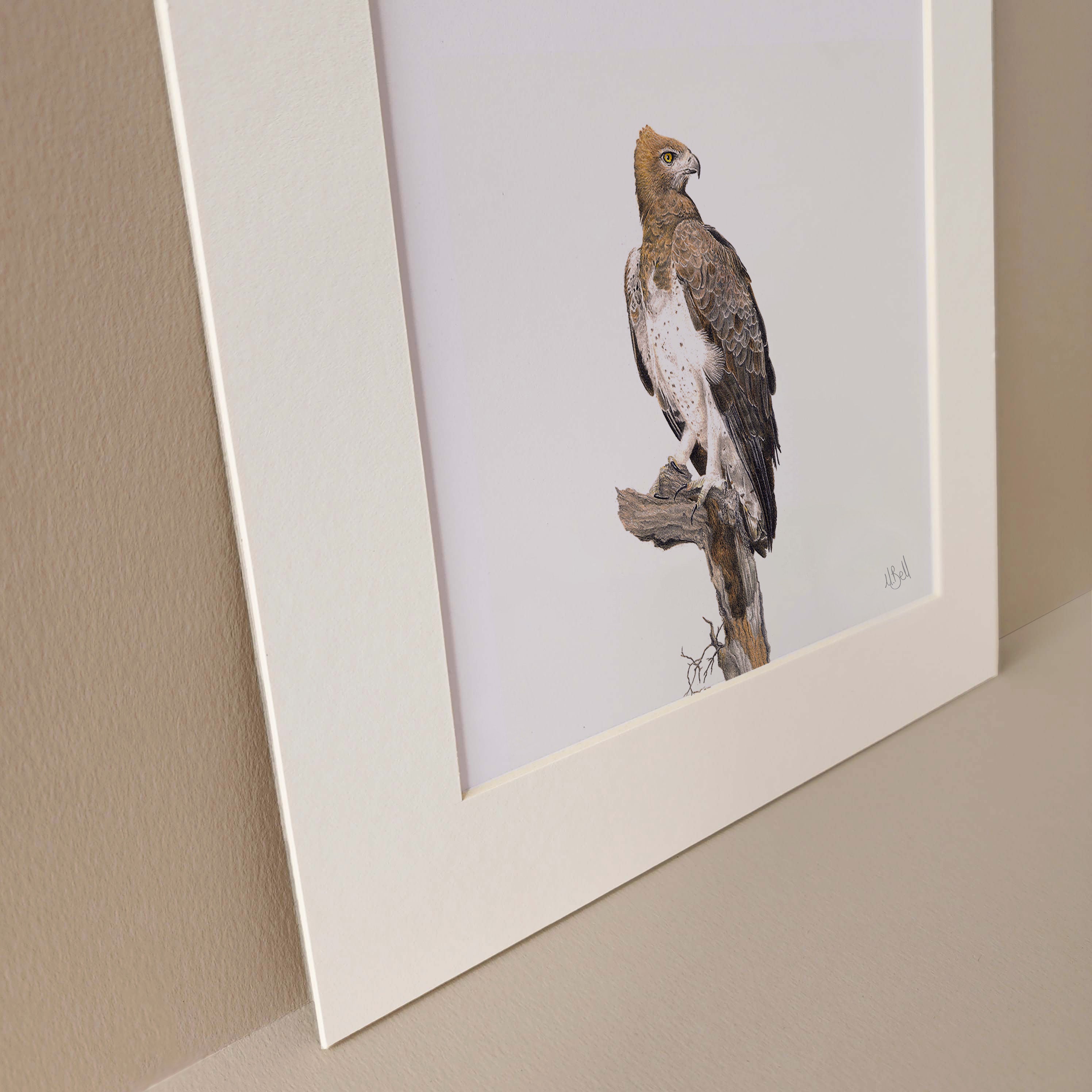 Martial Eagle original print artwork