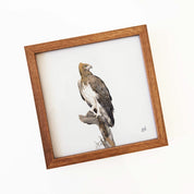 Kiaat wood framed miniature artwork of a Martial Eagle, part of wildlife artist Matthew Bell's birds of South Africa gallery