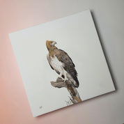 South African bird artwork on canvas, stretched on wooden frame by wildlife artist Matthew Bell of a Martial Eagle in the Sabi Sands game reserve