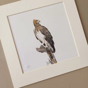 Martial Eagle original print artwork