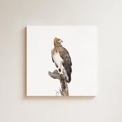 Martial Eagle drawing on canvas by South African wildlife artist Matthew Bell