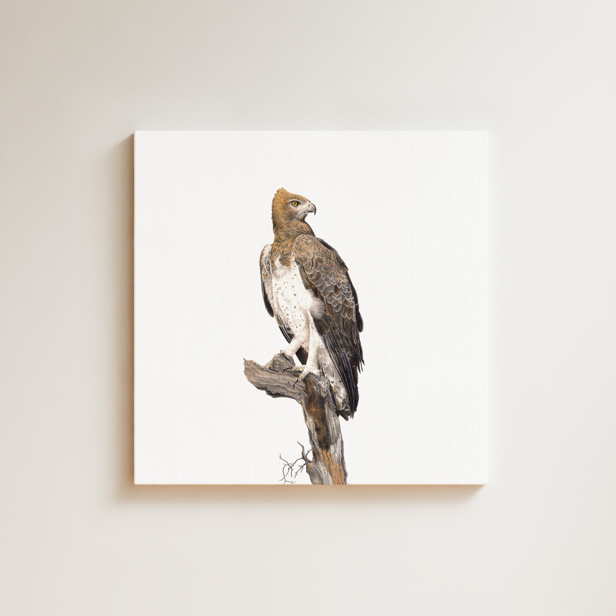 Martial Eagle drawing on canvas by South African wildlife artist Matthew Bell