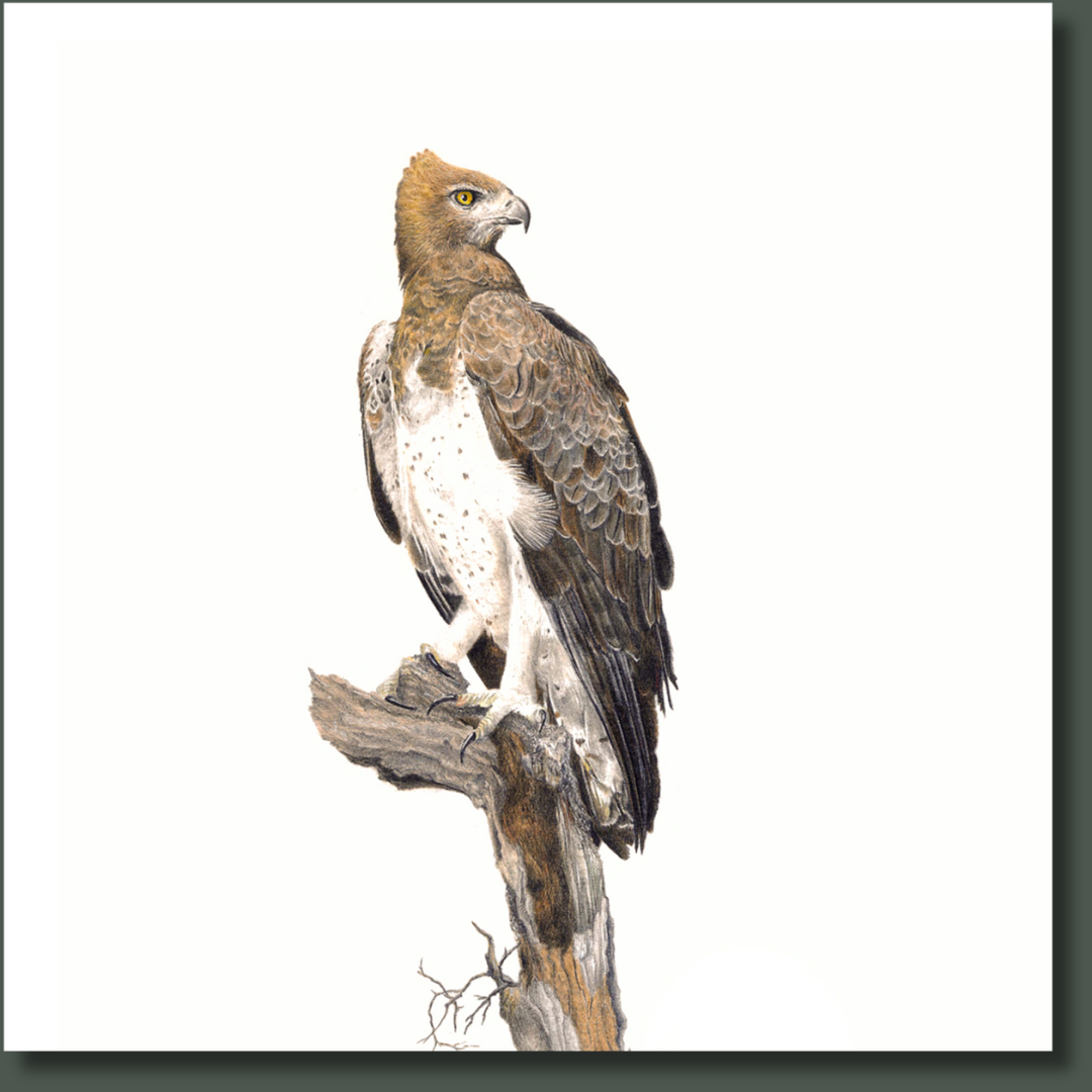 South African bird artwork on canvas, stretched on wooden frame by wildlife artist Matthew Bell of a Martial Eagle in the Sabi Sands game reserve