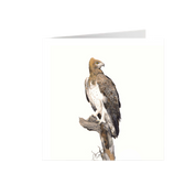 Martial Eagle Greeting Card - ME
