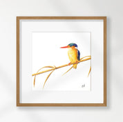 Malachite Kingfisher - MKF1