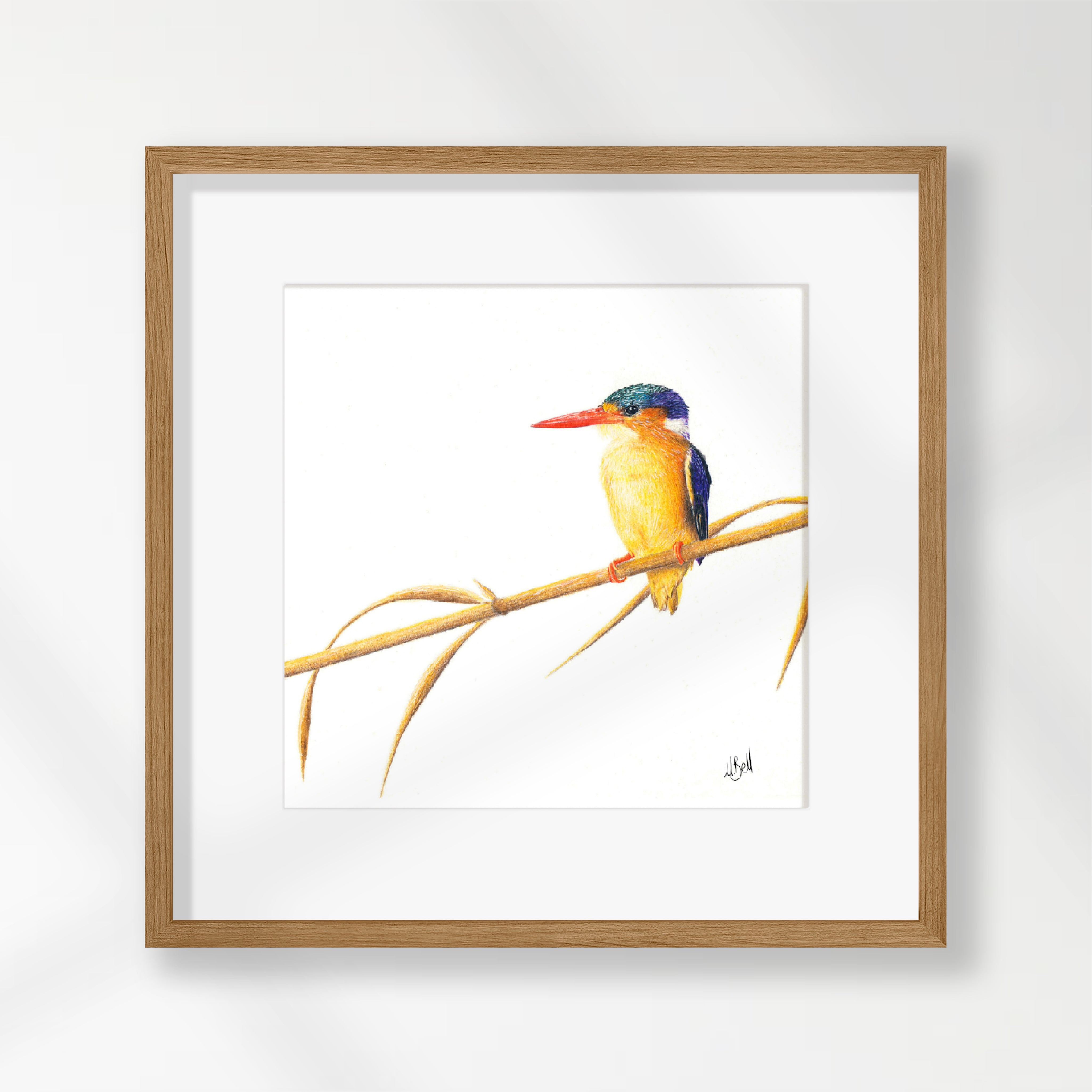 Malachite Kingfisher - MKF1