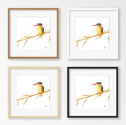 Malachite Kingfisher - MKF1