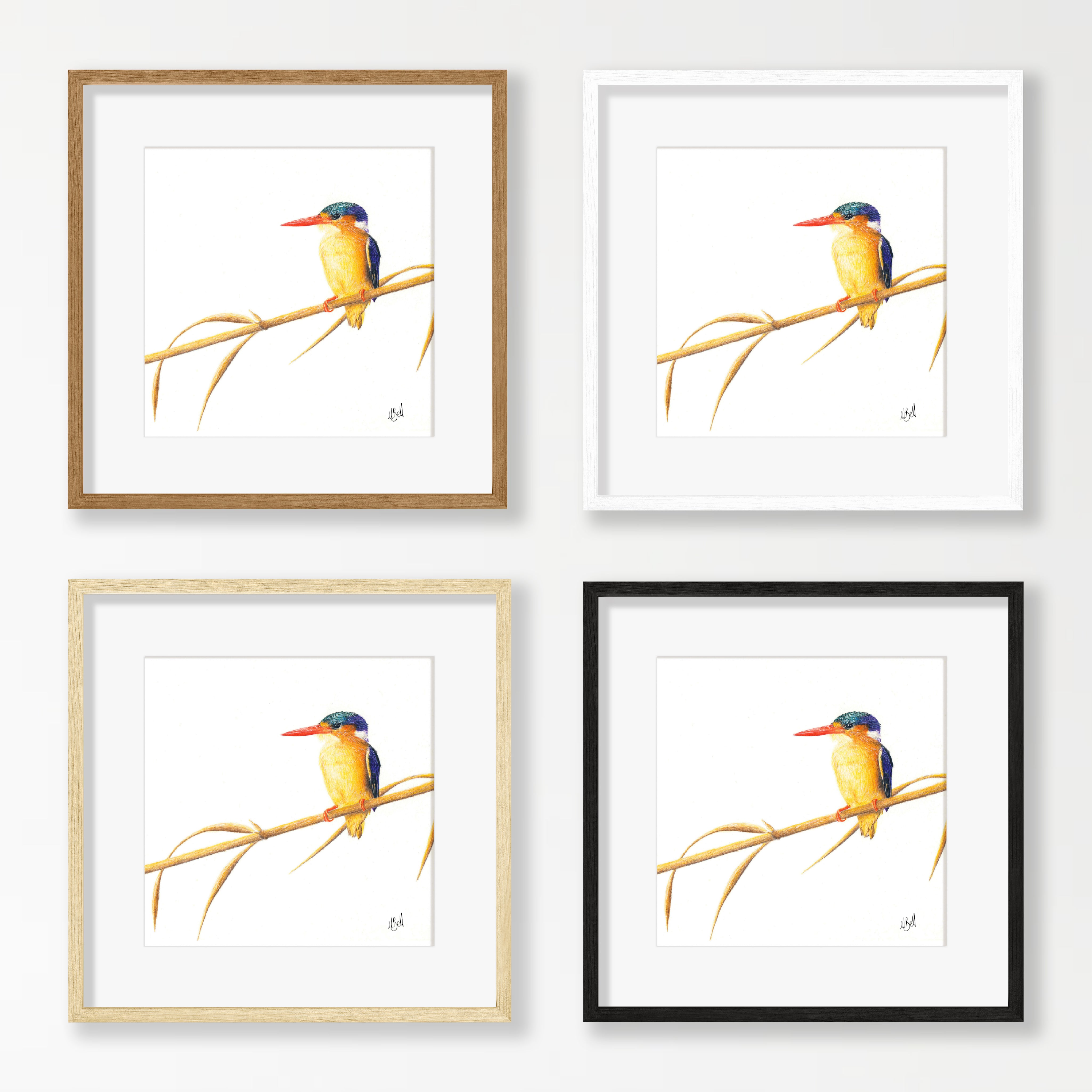 Malachite Kingfisher - MKF1