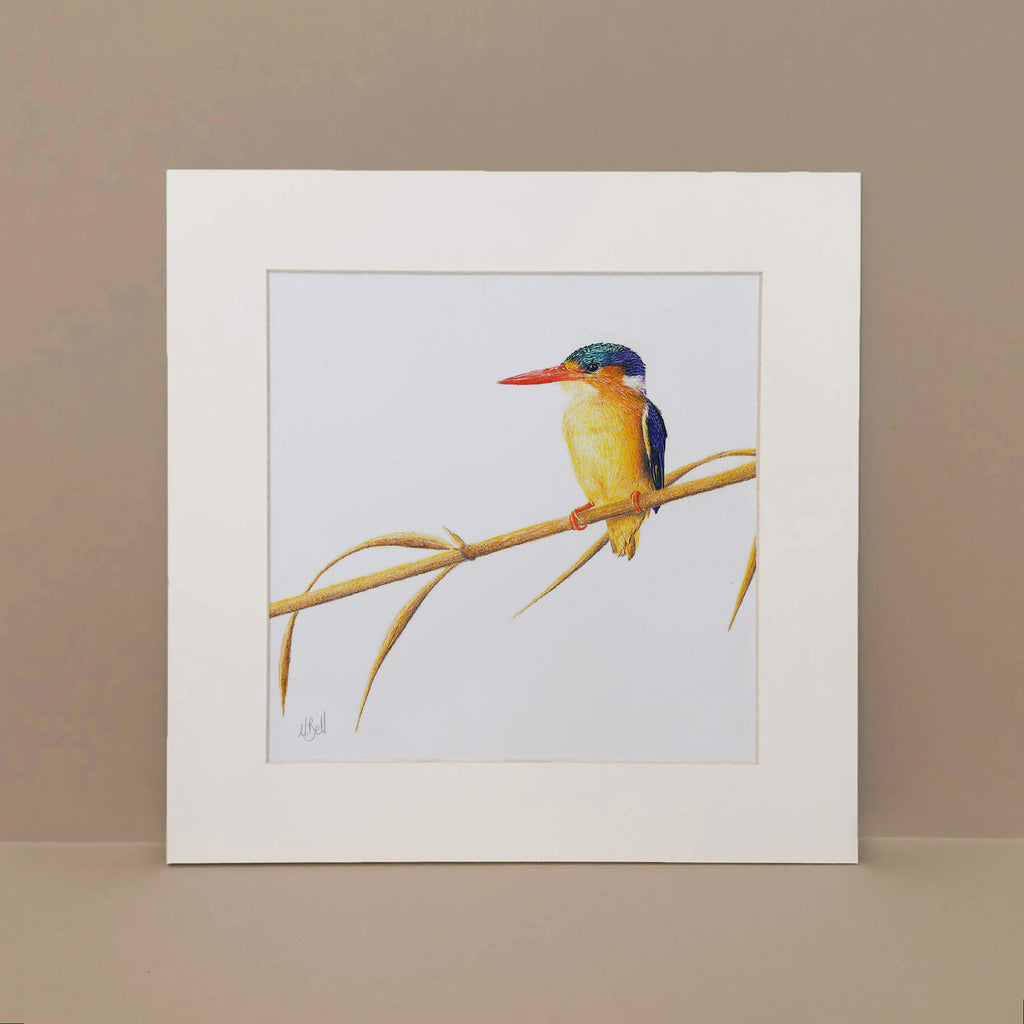 Malachite Kingfisher mounted art print birds of South Africa