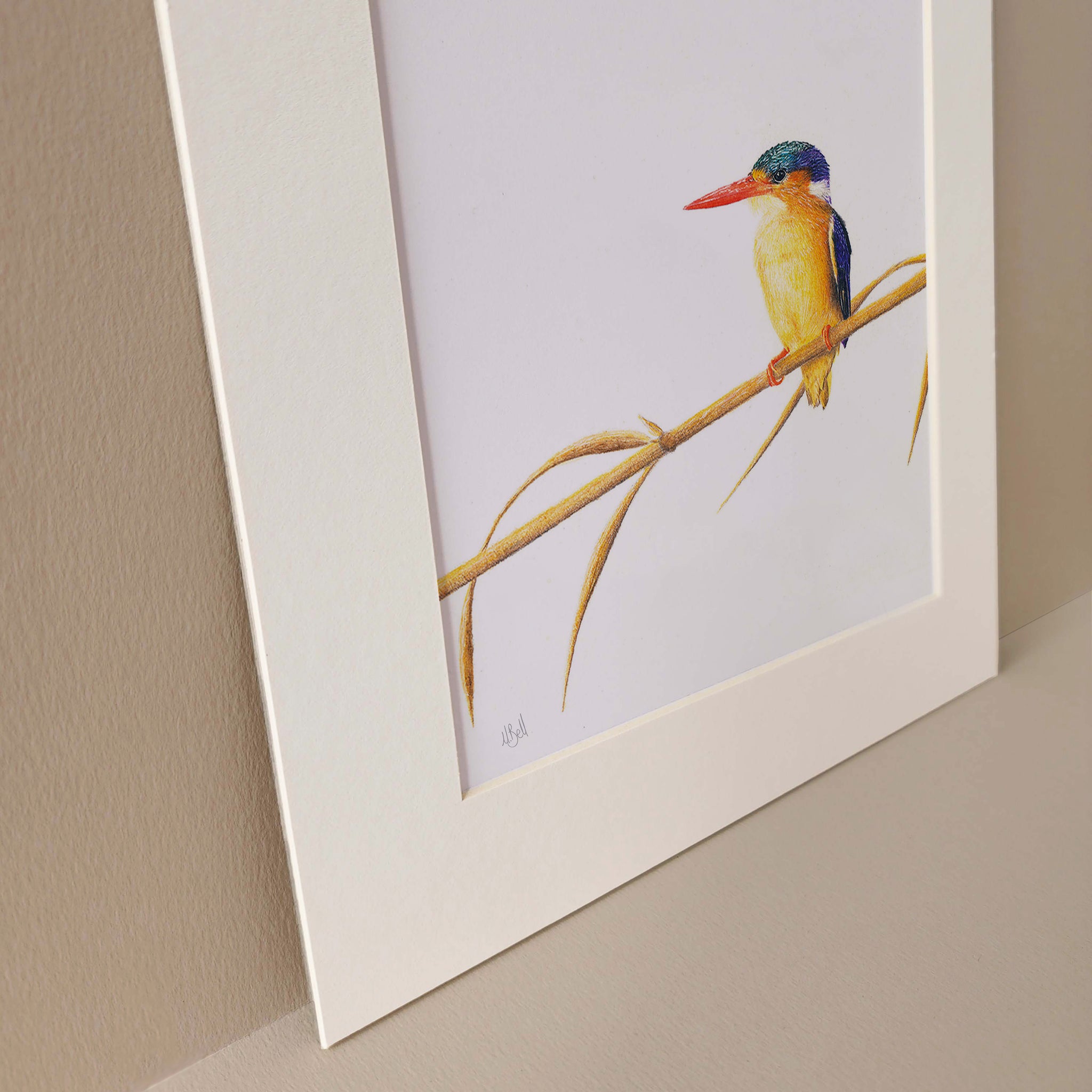 Malachite Kingfisher mounted art print birds of South Africa