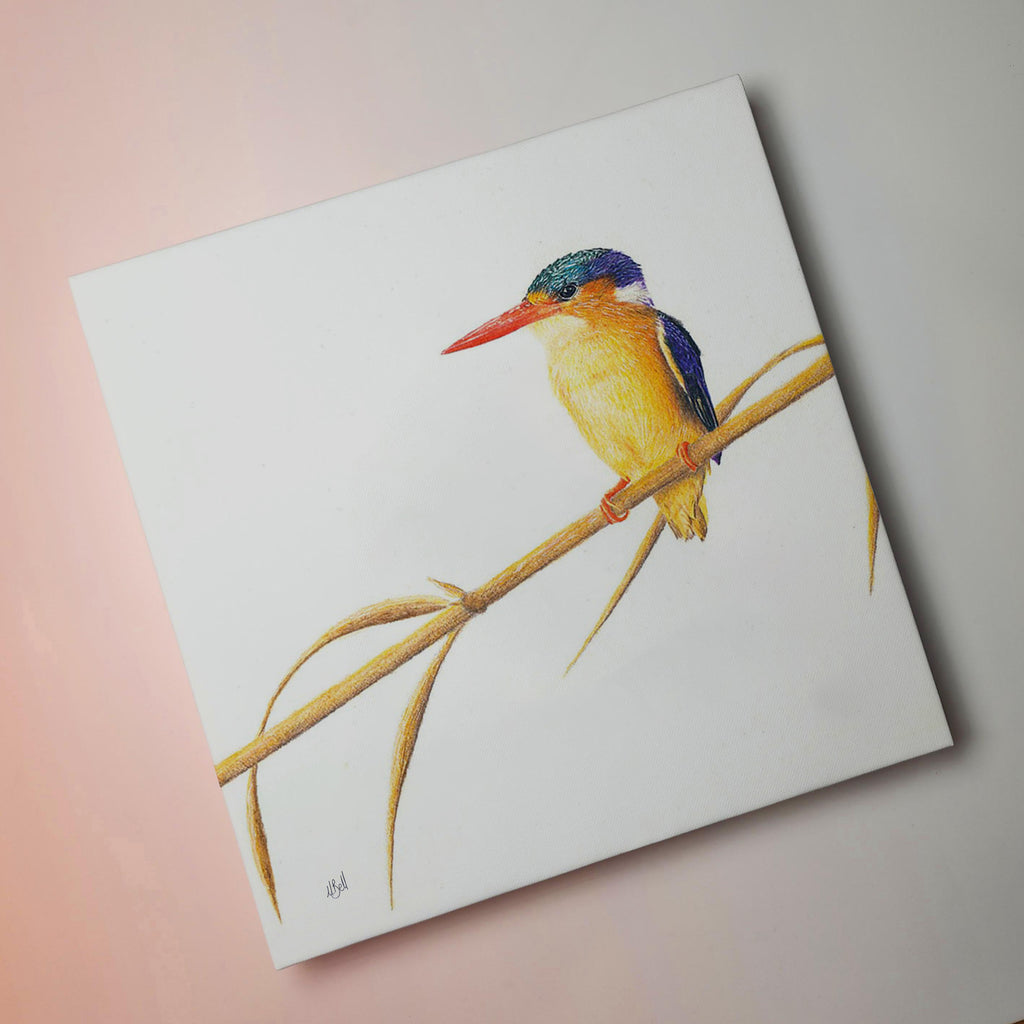 Stretched canvas South African bird artwork of a Malachite Kingfisher