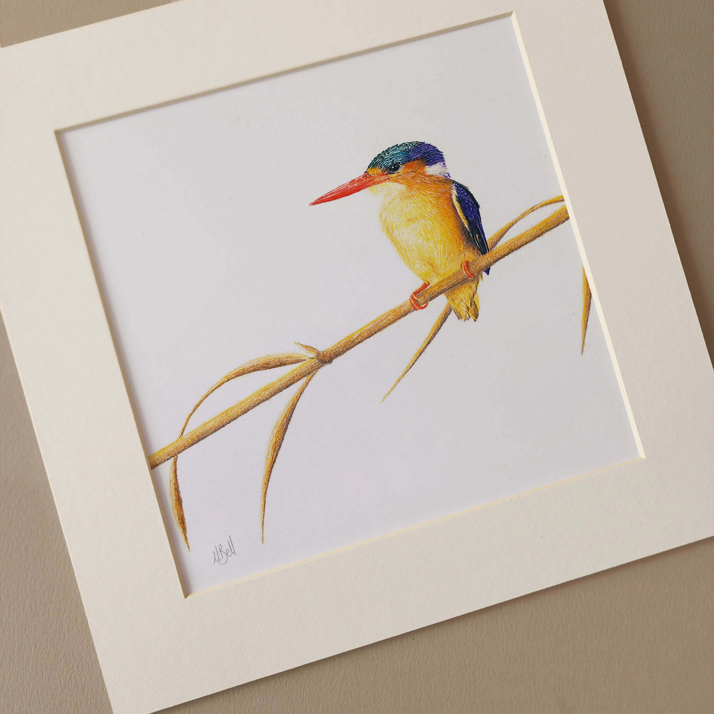 Malachite Kingfisher mounted art print birds of South Africa