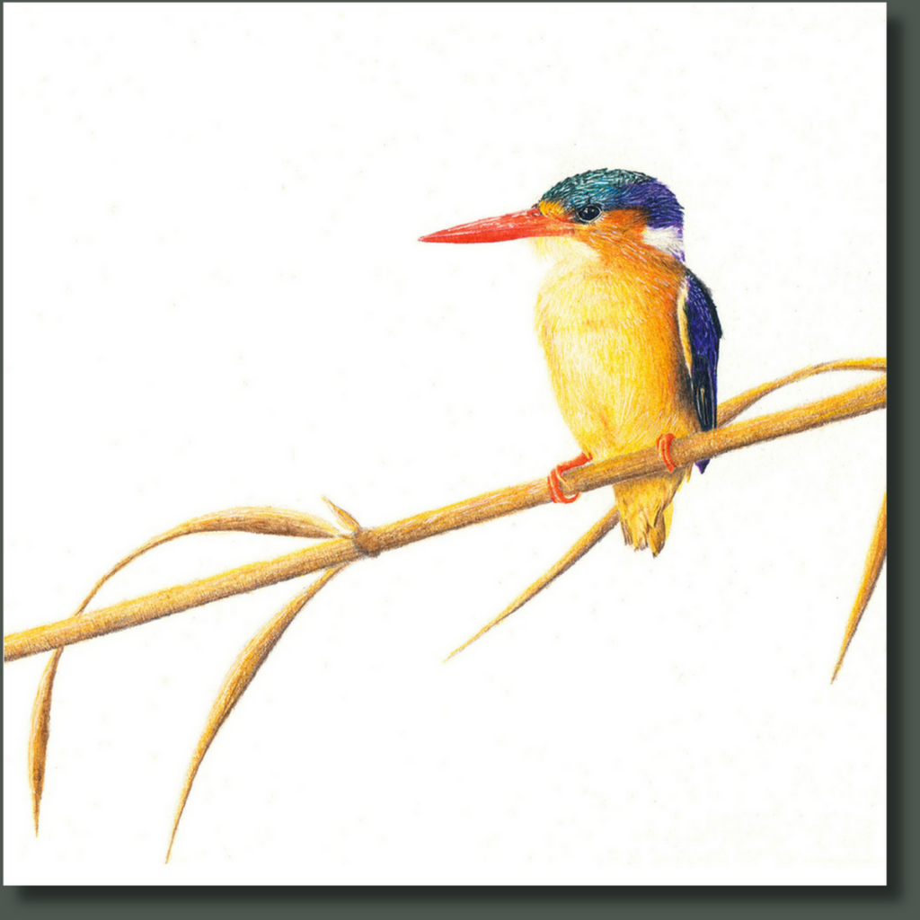 Stretched canvas South African bird artwork of a Malachite Kingfisher