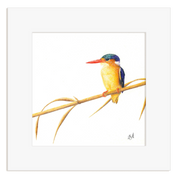 Malachite Kingfisher - MKF1