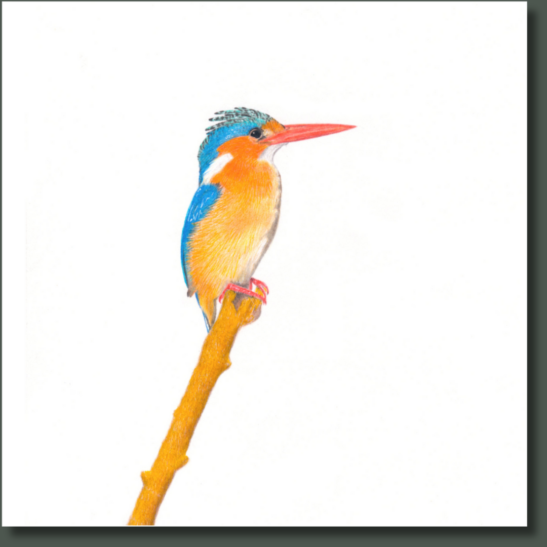 Malachite Kingfisher bird artwork on stretched canvas