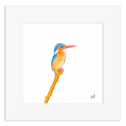 Malachite Kingfisher - MKF2