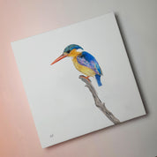 Malachite Kingfisher South African bird artwork stretched on canvas by wildlife artist Matthew Bell