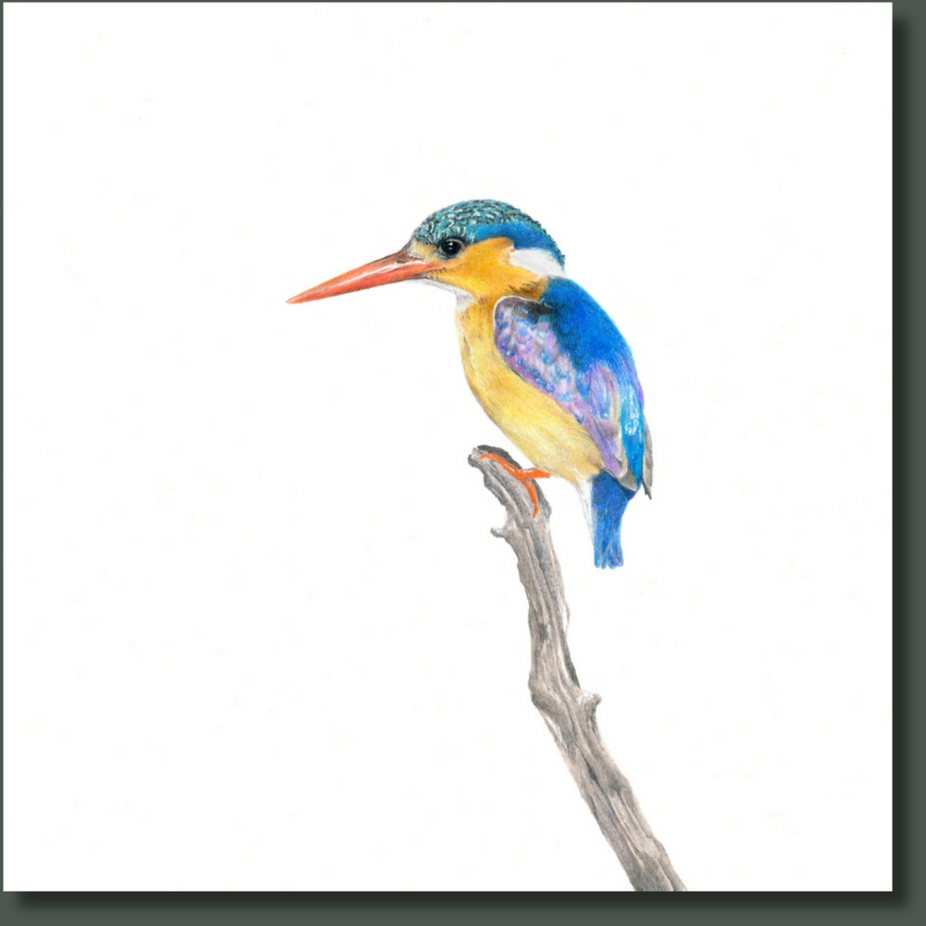 Malachite Kingfisher South African bird artwork stretched on canvas by wildlife artist Matthew Bell