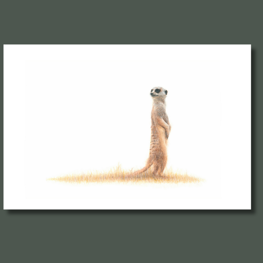 Meerkat artwork canvas print
