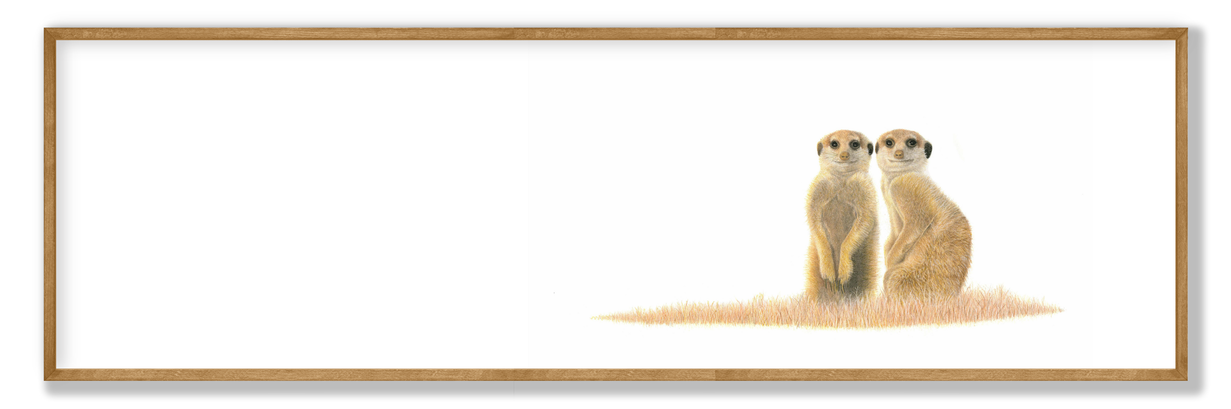 Meerkat Pair Panorama