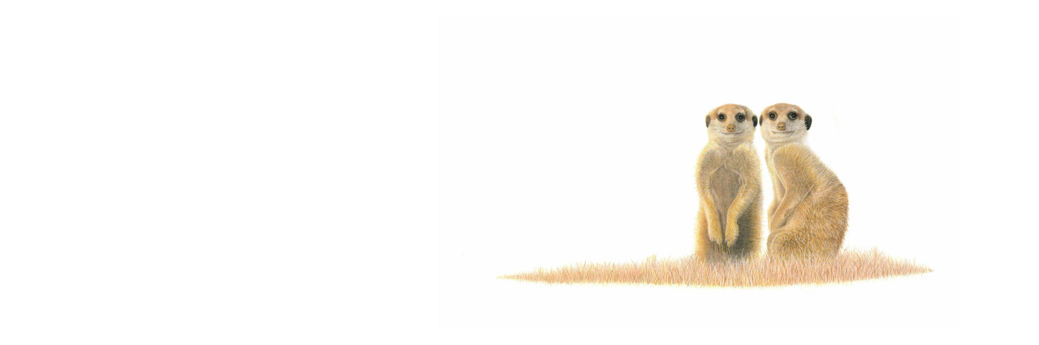 Meerkat Pair Panorama