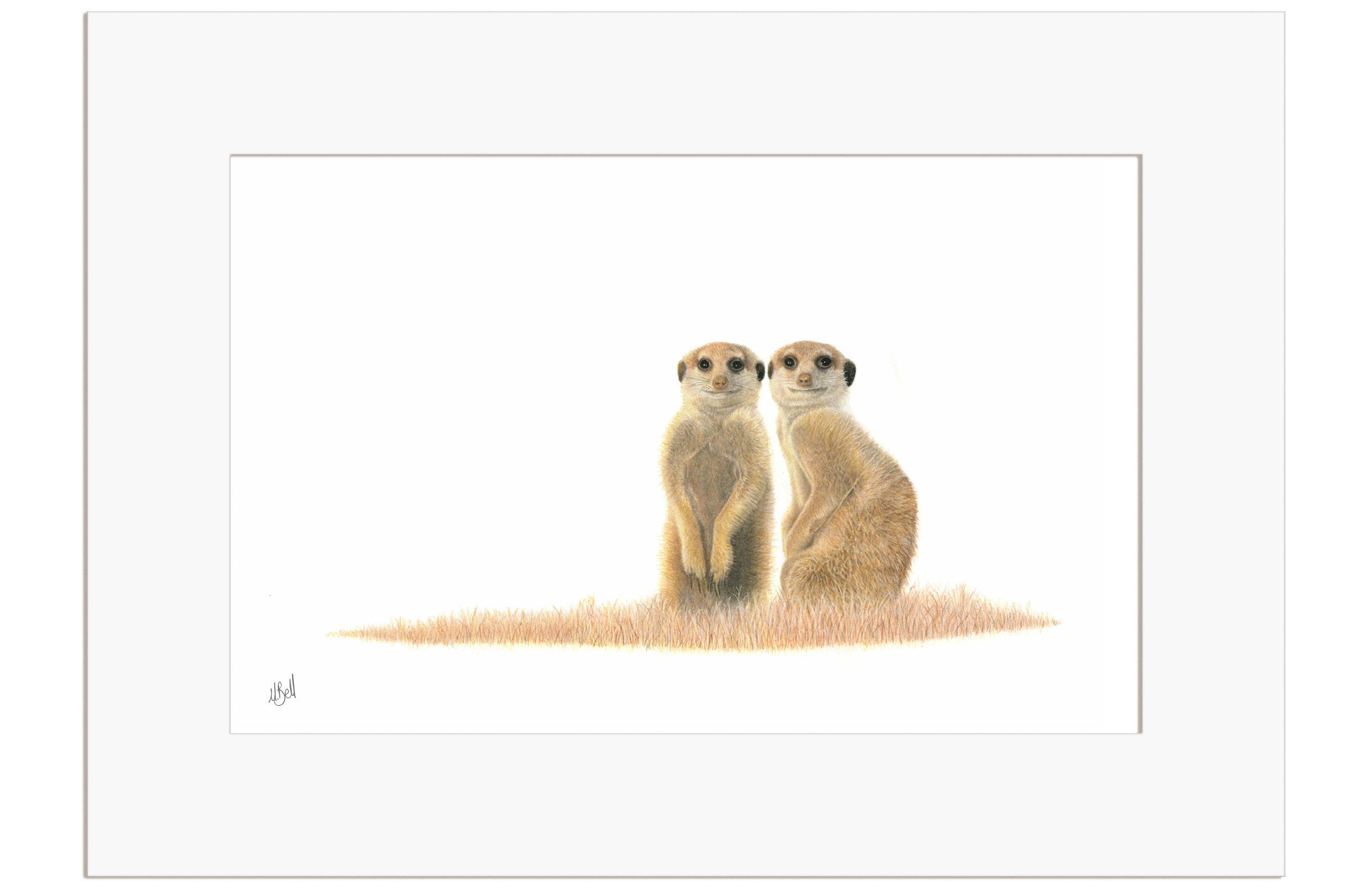 Meerkat Pair - MRK2