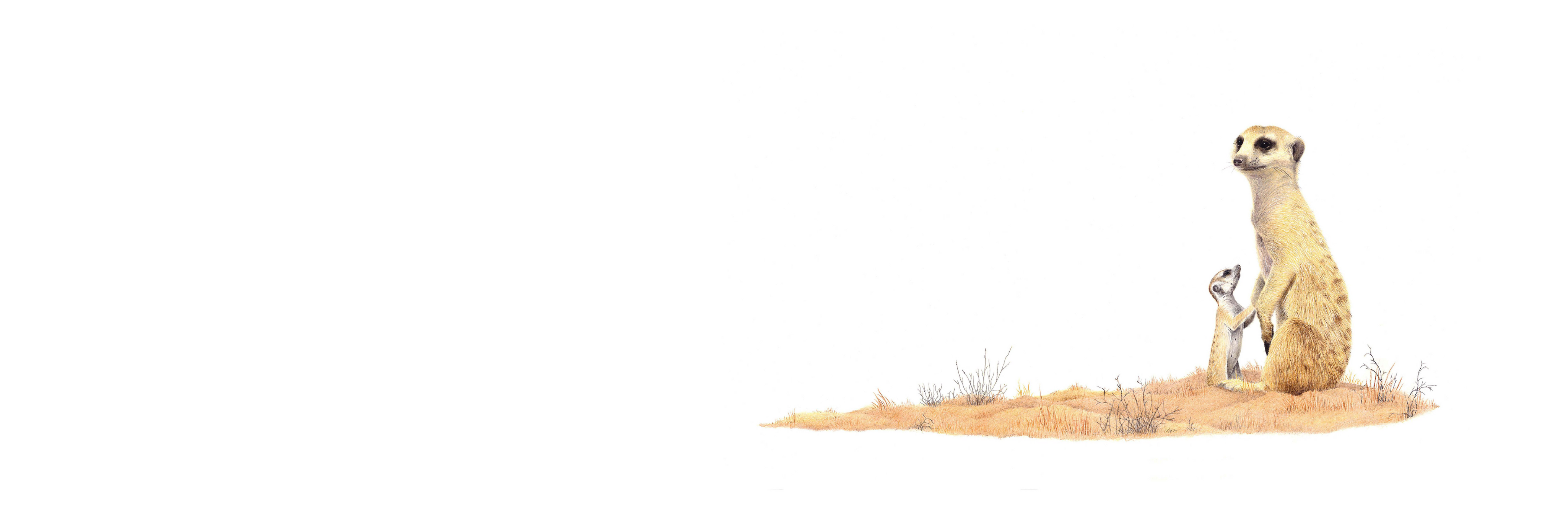 Meerkat Mother & Baby Panorama