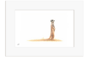 Meerkat - MRK1